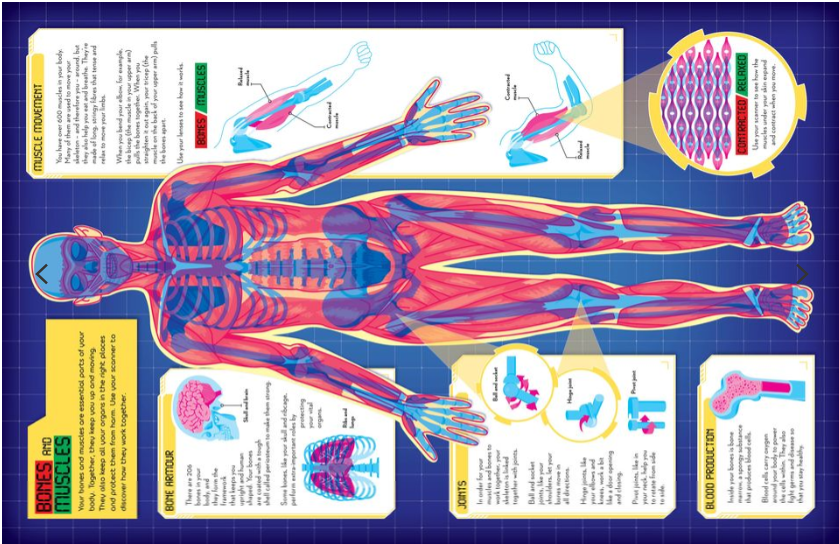 Secrets of the Human Body Book(Hardcover)
